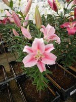 [4512 PO100 Forntera No01.JPG]